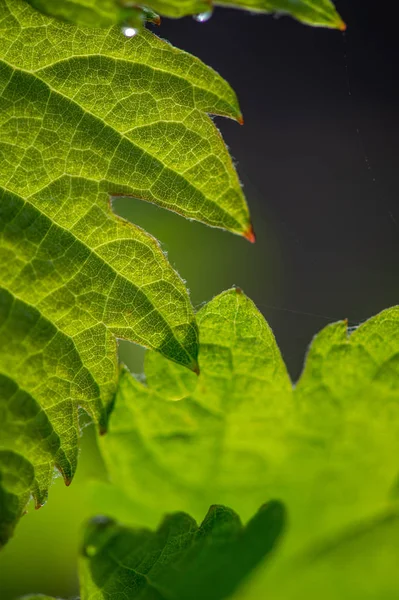 Genç Şubesi Fransa Bordeaux Üzüm Bağları Sunlights Ile — Stok fotoğraf