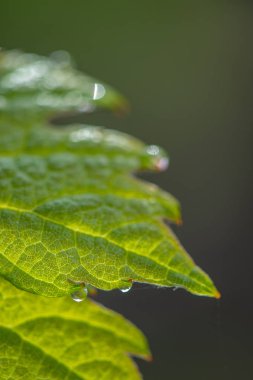 Genç Şubesi Fransa Bordeaux üzüm bağları, sunlights ile