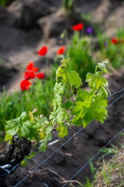 Young branch and poppies with sunlights in Bordeaux vineyards, France clipart