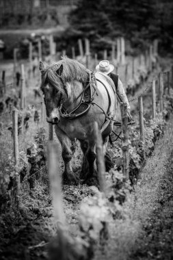 Labour Vineyard with a draft white horse-Saint-Emilion-France, Europe clipart