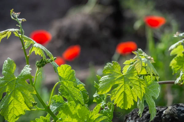 Jeune Branche Coquelicots Ensoleillés Dans Les Vignobles Bordelais France — Photo