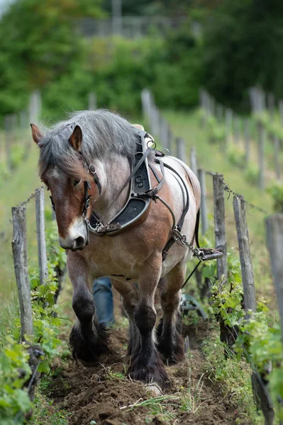 Viña Laboral Con Proyecto Caballo Blanco Saint Emilion Francia Europa — Foto de Stock