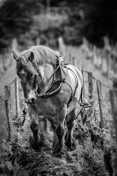 Viña Laboral Con Proyecto Caballo Blanco Saint Emilion Francia Europa — Foto de Stock