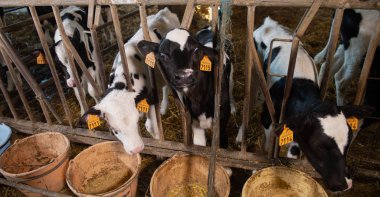 Süt çiftliği buzağı youngs siyah ve beyaz. Yeni doğan bebek inek, Fransa