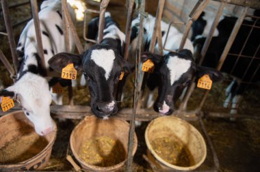 Süt çiftliği buzağı youngs siyah ve beyaz. Yeni doğan bebek inek, Fransa