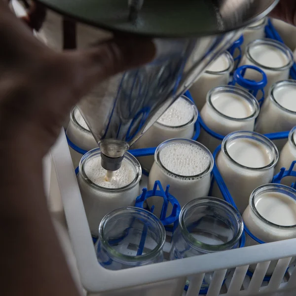 Productie Van Yoghurt Een Farm Zelfgemaakte Koe Melk Yoghurt Frankrijk — Stockfoto