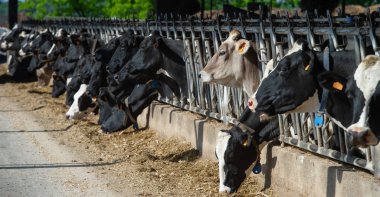 İnek besleme büyük cowshed, Fransa