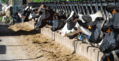 İnek besleme büyük cowshed, Fransa