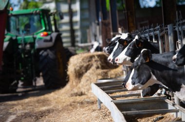 İnek besleme büyük cowshed, Fransa