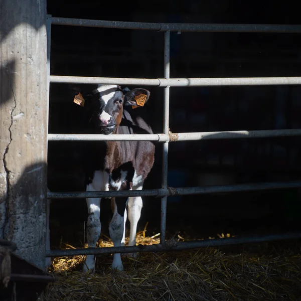 Vacas Alimentando Grande Galpão França — Fotografia de Stock