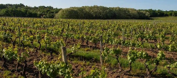 Bordeaux Wijngaard Nieuwe Druif Knoppen Jonge Bladeren Het Voorjaar Groeien — Stockfoto