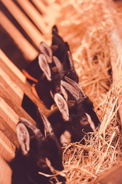 Cabras Establo Granja Gironda Francia — Foto de Stock