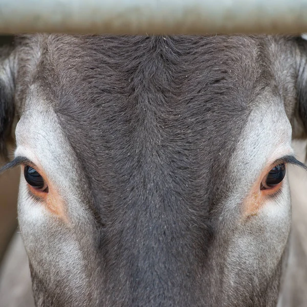 Retrato Vaca Bazadesa Ternera Una Granja Gironda Francia — Foto de Stock