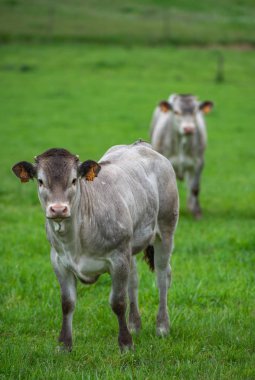 Bazadaise inekler ve daisy çayırda Gironde, Fransa danaların