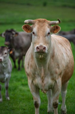 Bazadaise inekler ve daisy çayırda Gironde, Fransa danaların