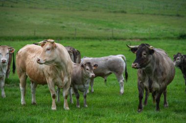 Bazadaise inekler ve daisy çayırda Gironde, Fransa danaların