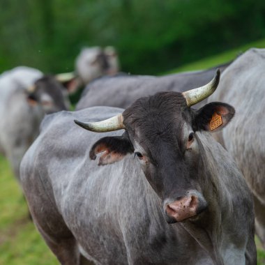 Bazadaise inekler ve daisy çayırda Gironde, Fransa danaların