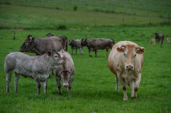 Bazadaise Vacas Bezerros Margarida Prado Gironde França — Fotografia de Stock