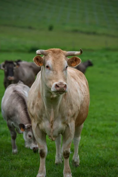 Bazadaise Cows Calves Daisy Meadow Gironde France — Stock Photo, Image