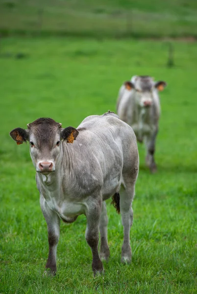 Bazadaise Vaches Veaux Marguerite Dans Prairie Gironde France — Photo