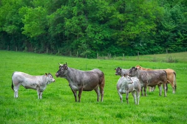 Bazadaise Vacas Bezerros Margarida Prado Gironde França — Fotografia de Stock