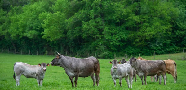 Bazadaise Vacas Terneros Margarita Prado Gironda Francia — Foto de Stock