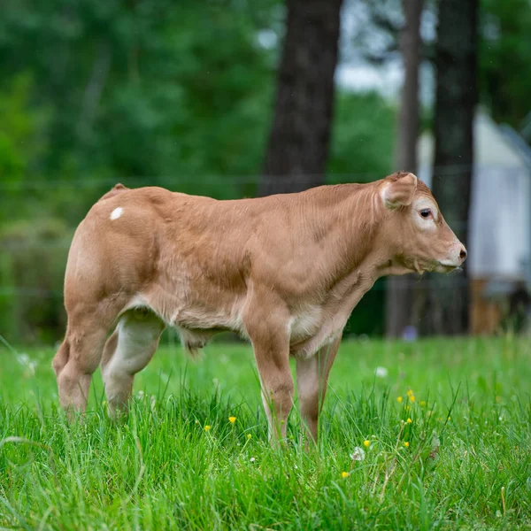 Bazadaise Vaches Veaux Marguerite Dans Prairie Gironde France — Photo