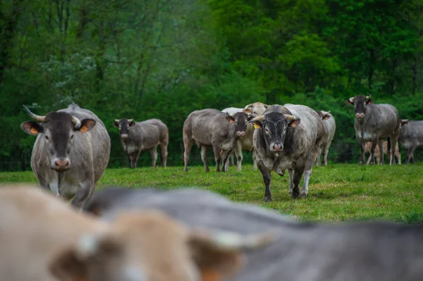 Bazadaise Vacas Bezerros Margarida Prado Gironde França — Fotografia de Stock