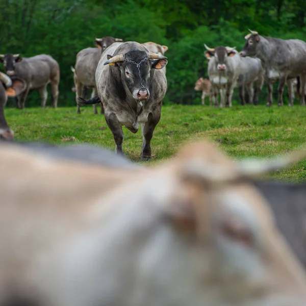 Bazas Sığır Eti Bazadaise Inekler Daisy Çayırda Gironde Fransa Danaların — Stok fotoğraf