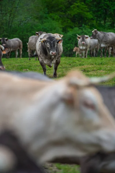 Bazas Sığır Eti Bazadaise Inekler Daisy Çayırda Gironde Fransa Danaların — Stok fotoğraf