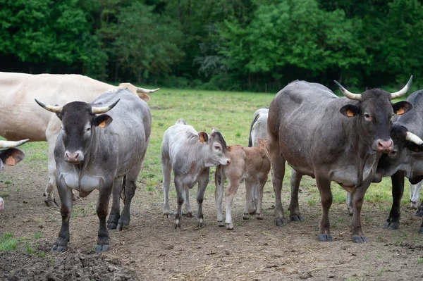 Bazadaise Cows Calves Daisy Meadow Gironde France — Stock Photo, Image