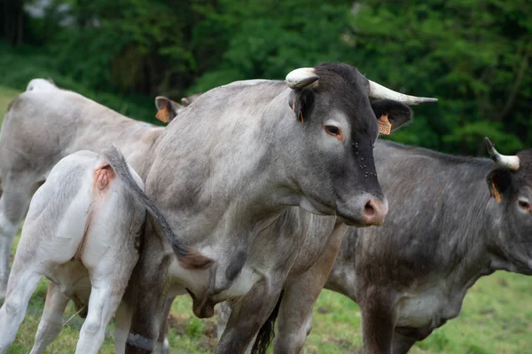 Bazadaise Vaci Viței Daisy Pajiște Gironde Franța — Fotografie, imagine de stoc