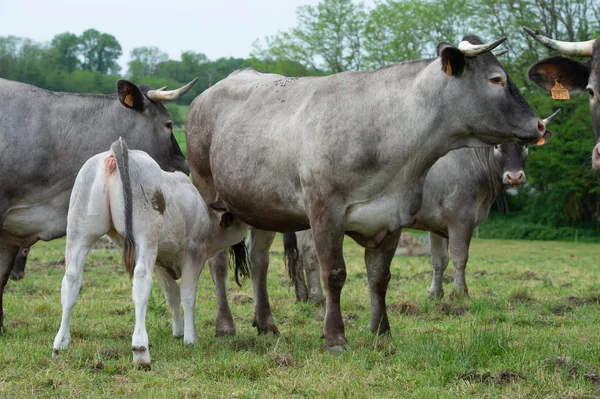 Bazadaise Vacas Bezerros Margarida Prado Gironde França — Fotografia de Stock