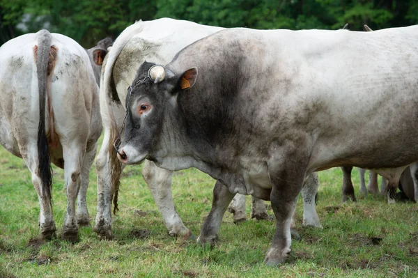 Bazas Beef Bazadaise Vacas Bezerros Margarida Prado Gironde França — Fotografia de Stock