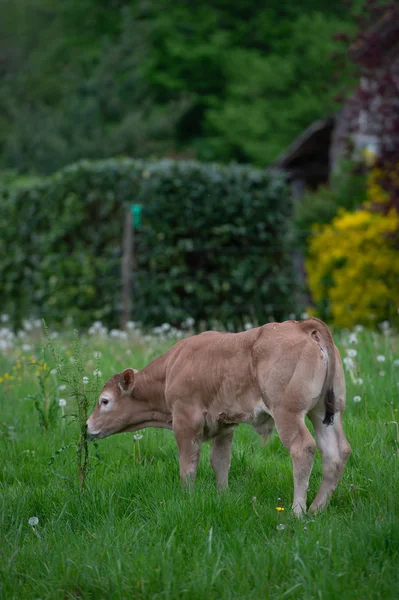 Bazadaise Vaches Veaux Marguerite Dans Prairie Gironde France — Photo