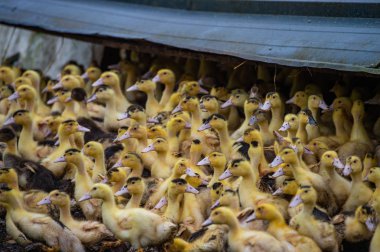 Grup Genç sarı ördek yakın bir uzun otların arasında Gironde, Fransa ıslahı