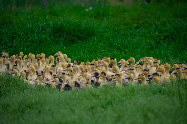 Grupa Młodych Żółtych Kaczek Hodowlanych Pobliżu Trawą Akwitania Francja — Zdjęcie stockowe