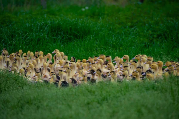 Groupe Jeunes Canards Jaunes Nichant Dans Une Herbe Proche Hauteur — Photo