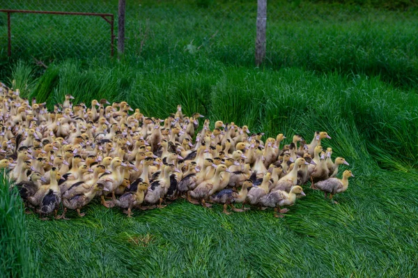 Group of young yellow ducks breeding in a near tall grass, Gironde, France