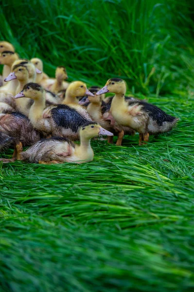 Grupo Patos Amarillos Jóvenes Que Reproducen Una Hierba Cerca Altura — Foto de Stock