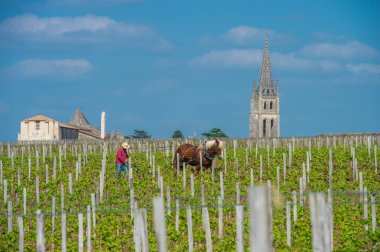 Çalışma bağ bir taslak at, Saint-Emilion-Fransa, Avrupa ile