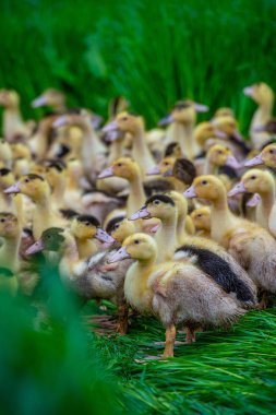 Grup Genç sarı ördek yakın bir uzun otların arasında Gironde, Fransa ıslahı