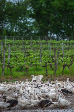Grup beyaz ördek çiftliği, Gironde, Fransa bir çevre uzun çim yetiştirme