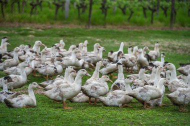 Grup beyaz ördek çiftliği, Gironde, Fransa bir çevre uzun çim yetiştirme