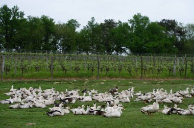 Grup beyaz ördek çiftliği, Gironde, Fransa bir çevre uzun çim yetiştirme