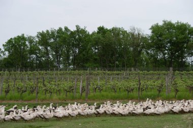 Grup beyaz ördek çiftliği, Gironde, Fransa bir çevre uzun çim yetiştirme