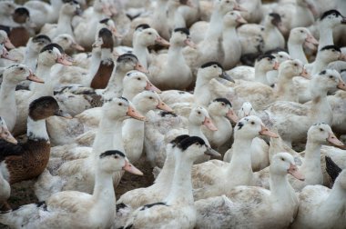 Grup beyaz ördek çiftliği, Gironde, Fransa bir çevre uzun çim yetiştirme