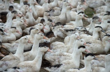 Grup beyaz ördek çiftliği, Gironde, Fransa bir çevre uzun çim yetiştirme