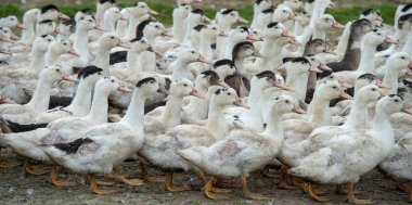 Grup beyaz ördek çiftliği, Gironde, Fransa bir çevre uzun çim yetiştirme
