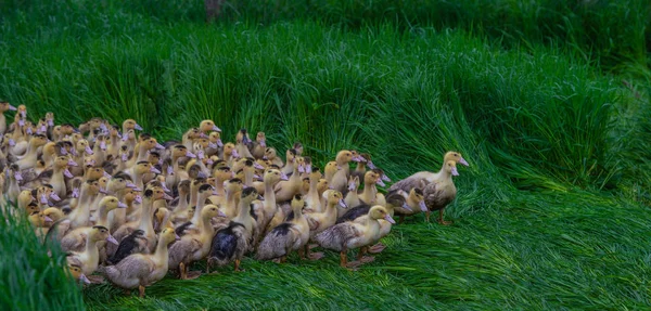 Group of young yellow ducks breeding in a near tall grass, Gironde, France
